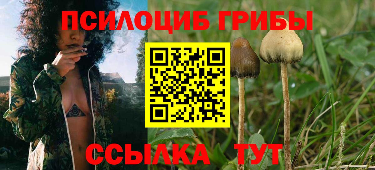 Галлюциногенные грибы прущие грибы Горно-Алтайск